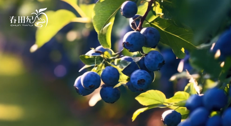 四川春田纪农业集团｜从3000亩农田到150+主播，吉客云助力农业电商数字化腾飞